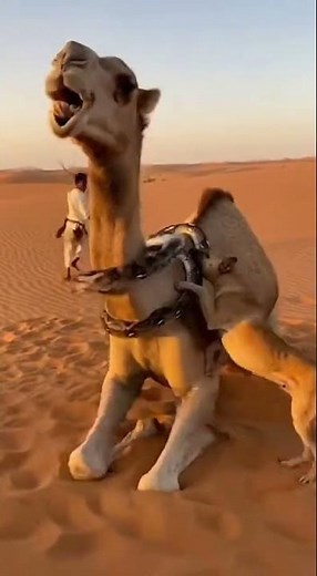 The python has wrapped itself around the camel's neck and is trying to strangle it
