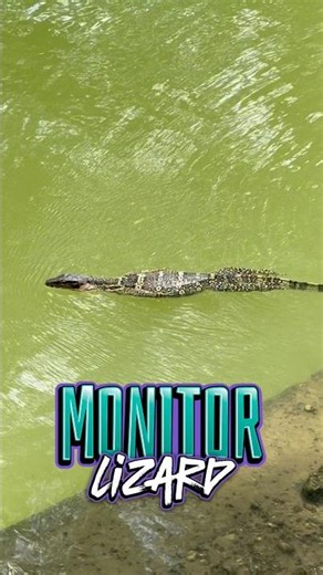 Water Monitor Lizard , Bangkok , Thailand