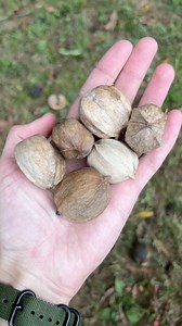 I thought it was shagbark hickory, but… #hickory #foraging | Feral Foraging