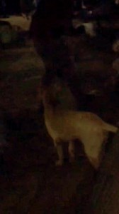 Stray Dog Treatment Case 27 Share to support us.your single share and support is our inspiration. Thanks for watching ❤️ #doglover #doglife . . . . . Meditation #meditation Ten Unknown Facts About #BMW 1. Founding and History: BMW, Bayerische Motoren Werke AG, was founded in 1916 in Munich, Germany, initially producing aircraft engines. The company transitioned to motorcycle production in the 1920s and eventually to automobiles in the 1930s. 2. Iconic Logo: The BMW logo, often referred to as the