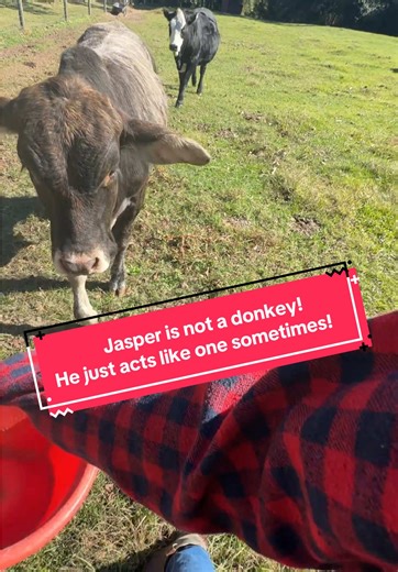 The 2 weaning calves (whiney wieners) are doing good and Jasper is being pretty nice. He dominates the older calf (Fancy) and hogs the bucket, any attention, and the treats. He gets a B  in behavior this week! 🥰❤️❤️ #farmlife #cow #calves #weaning #Jasper