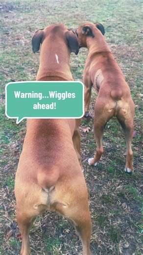 Warning: Extreme Tail Wiggling Ahead…The Boxer Boys Edition! #fyp #foryourpage #boxerdogsoftiktok #dogsoftiktok #pets