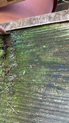Repairing Wood Rot on Deck: DIY Guide