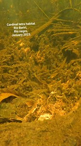 106K views · 1.8K reactions | A glimpse of wild cardinal tetras in...