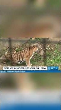 Three new Amur Tiger Cubs are on display at the Louisville Zoo