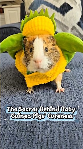 The Secret Behind Baby Guinea Pigs' Cuteness