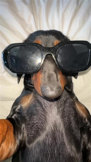 Adorable Mini Dachshund Puppy Compilation