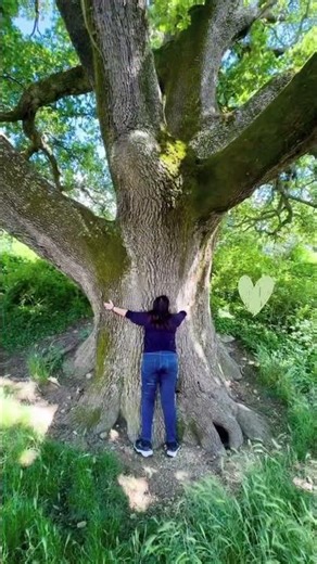 Un des plus beaux arbres du Vaucluse 😍🌳