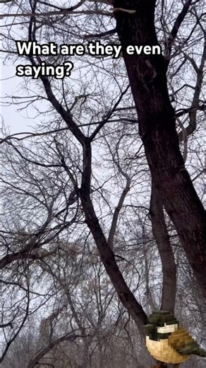 What Are Chickadees Saying? | WildScribe Discovery 🌲 #shorts