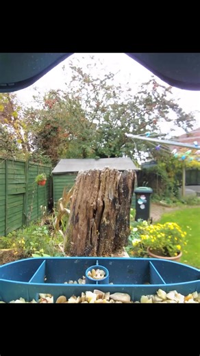 1.5K views · 87 reactions | Bird Buddy Feeder - 04/11/2025 | Phil Gower Bird Photography | Facebook