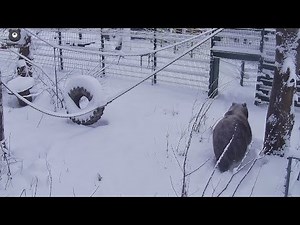 Медведь тыгыдымский рад снегу🐻😄