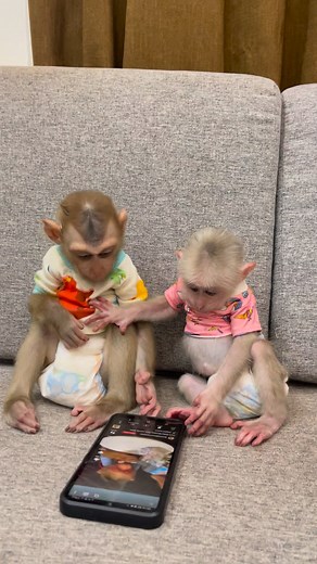 Monkey Icy and Bryan are phone addicts now! 😂📱🐒 #monkey #PetRehoming #fallinlove #funnyanimals #animals #petfriendly | Monkey Icy