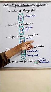 Cell wall formation in plants during cytokinesis || how a plant cell devides #neet Biology #ytshorts