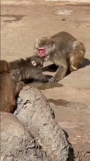 Viral monkey toy sells out at IKEA