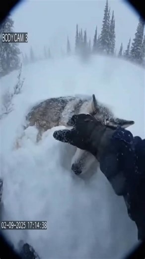 Husky Rescued by cops #SaveTheChildren #Respect #savelives #rescuedog #bodycam #help #cops #rescue | Rescue By Cops