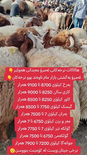 Exploring a Vibrant Livestock Market with Sheep and Goats