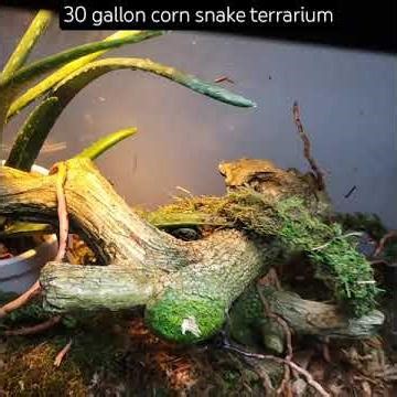snake terrarium update #snake #cornsnake #terrarium #reptiles