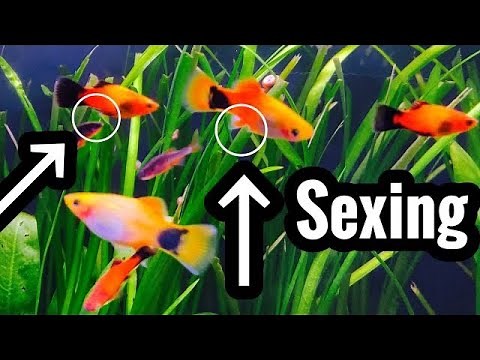 How to Identify Male or Female Platy Fish