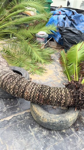 Cycas Plant Varieties in Coastal Environments