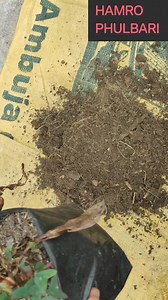 "🌸 Learn the best way to store your Amaryllis bulbs and ensure they bloom beautifully next season! 🏡✨ Follow these simple steps to keep your bulbs healthy and ready to dazzle again. #AmaryllisCare #FlowerBulbs #GardeningTips #HamroPhulbari #AmaryllisLove #BulbStorage #GardenInspiration" | HAMRO Phulbari