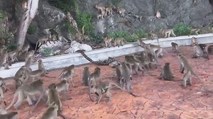 So grausam kann die Natur sein: Python frisst Affe