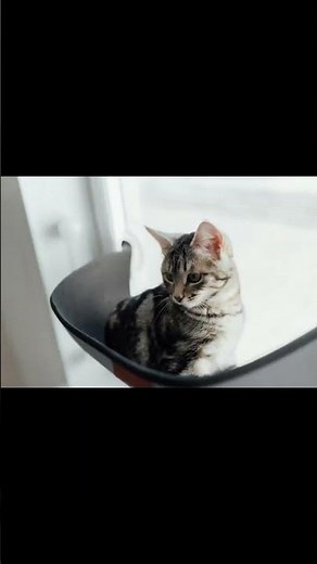 Unlocking the Secrets: How Cats Use Their Scent Map!