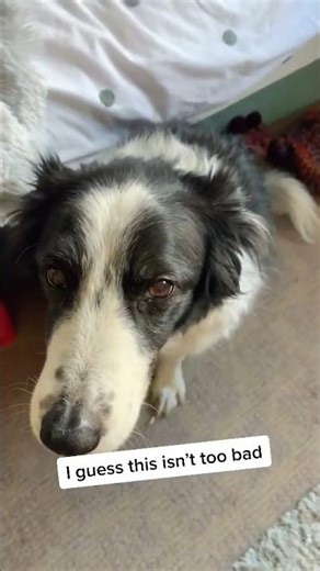 Singing with my Border Collie