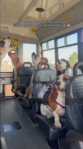 POV You Drop Your Dog Off at Daycare 🐶🏫#dog #dogcare #bus #doggy #dogs