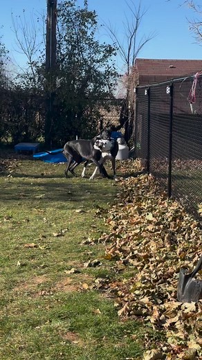 56K views · 692 reactions | Big dogs at play. #Dog #TwoDogs #PlayTime | Larry_the_great_dane | Facebook
