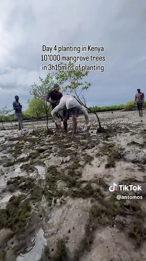 This is my final practice day before attempting to break the mangrove world record, where I’ll have to plant 30’470 mangrove trees to break it. I was able to plant 10’000 mangrove trees in 3h15mins which gives me a clear understanding of what it will take. I will be Live-streaming on Kick for 24h starting at midnight EST on Thursday April 30th. You can support the mission by joining the live and gifting trees through subs or visit my website to help plant mangroves. 1$ = 1 mangroves 🌱 Comment “