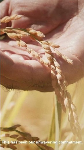 the rice factory - rice specialist