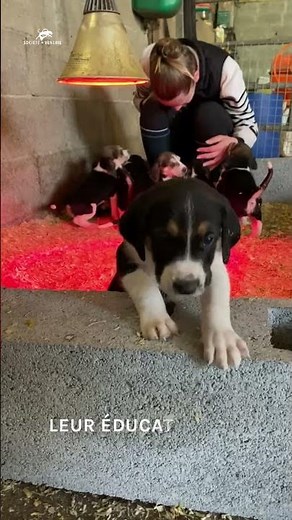 La naissance des chiots de #chasseàcourre