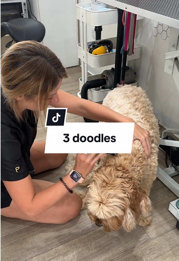 A Day in the Life of a Dog Groomer With Doodles