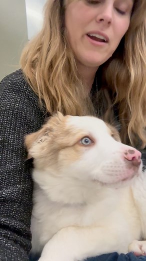 22K views · 433 reactions | Diego is the last of his siblings and he’s wondering when his new family will arrive. Diego is deaf, but a very sweet, playful boy. We believe he is an Australian Shepherd mix and is currently around 15 pounds. Come and see Diego, we are open until 6:30 tonight. | Wenatchee Valley Humane Society | Facebook