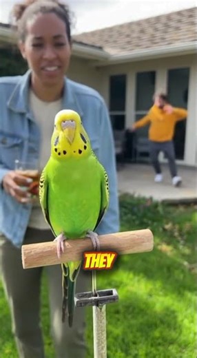 IF MY PARAKEET COULD TALK #FunnyPets #TalkingBird #Parakeet #BirdComedy #AnimalAnimation #secretrace