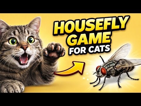 🐱 HOUSEFLY GAME FOR CATS | Catching Housefly Video For Cats | Fly game for cats