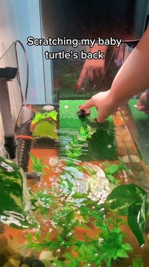 Burtle Gang Members Enjoy a Relaxing Back Scratch Session