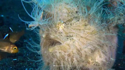 The deceptive frogfish whose cute appearance hides a deadly secret