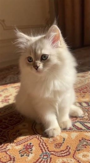 Adorable Cat Sounds (Cat Sounds For Cats) Cat Playful Purrs To Relax #cats #pets #purr