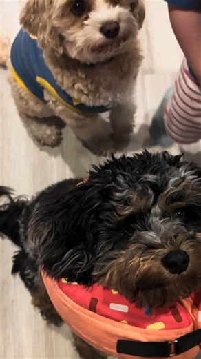 Toddler vs. three hungry puppies! 🧁🐶