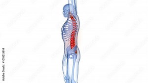 Spinal Cord Vertebral Column of Human Skeleton System Anatomy Animation Concept