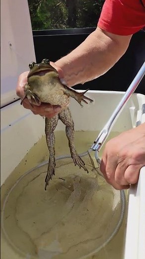 Frog Meowing Like an Angry Cat