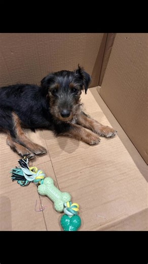 Gorgeous little pup Daphne was found following a dog walker when kind members of public picked her up. She came to us unmicrochipped, with fleas and absolutely muddy. She has since been chipped, started her vaccines, had a flea bath and is currently learning how to dog with her foster furrends. She is around 3 months old and we have no idea where she came from #puppy #lostpuppy #foundpuppy #borderterrier #borderterrierpup #puppydog #puppysoftiktok #straydog #dogrescue #fosterdog #rescuedog #spac
