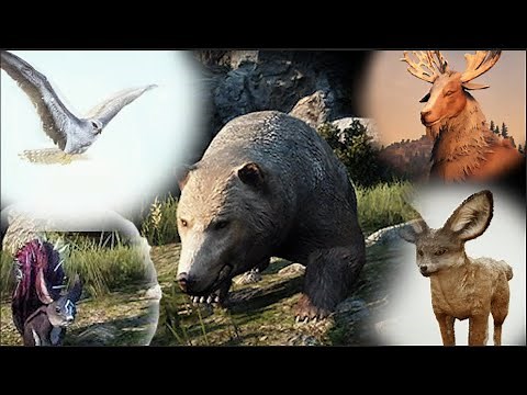 BDO Rare hunting guide Bear/Hawk/Squirrel/Buck/Fox location
