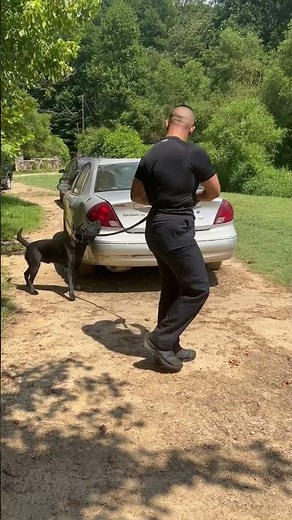 Working drug detection with K9 Huey #workingdogs