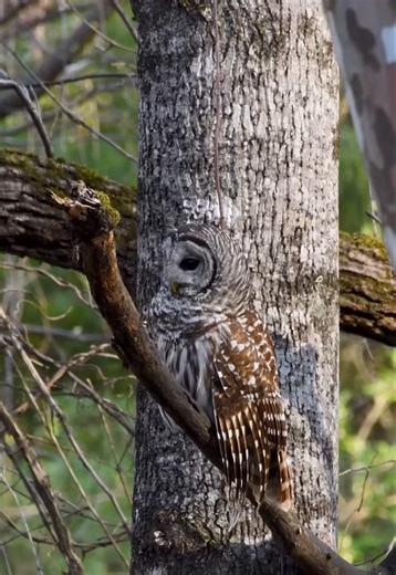 Hidden in the trees: Barred owl spotted – wildlife photography moment