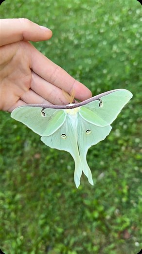 254 reactions · 16 shares | A beautiful Luna moth greeted me this...