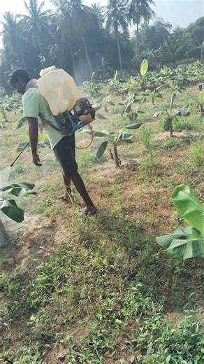 Rythu polo loSmall Bana Tree Sprayer Medience