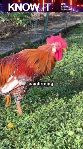 What causes Roosters to Crow at Dawn?