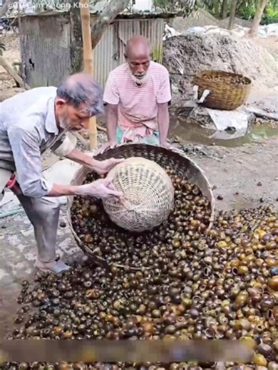Quy trình biến vỏ ốc thành nguyên liệu công nghiệp